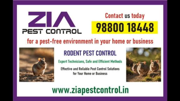 Rodent Pest Control | Specialised in Rodent control Upto 25% Off on  PG | 5041 - Bangalore